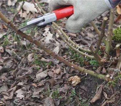 Beetrosen - Zurückschneiden im Frühling