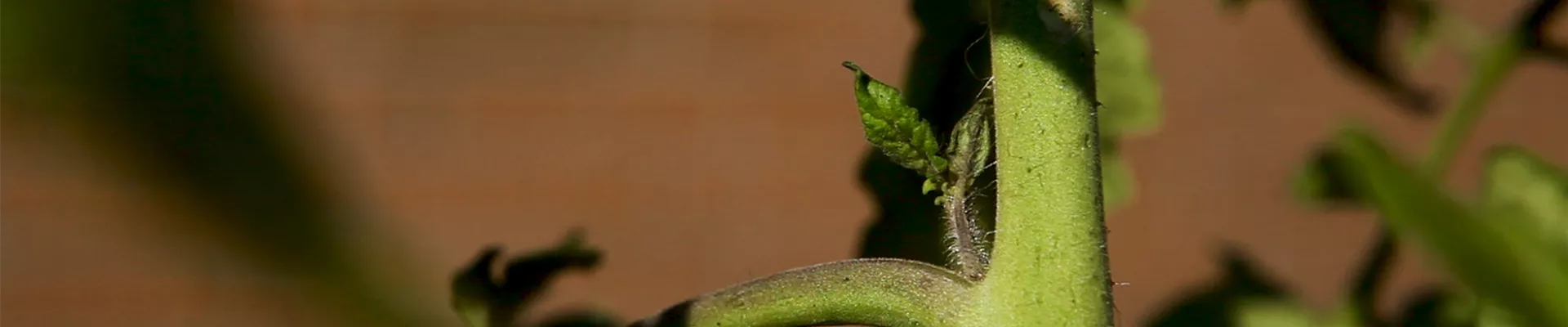 Tomaten - Ausgeizen (thumbnail).jpg