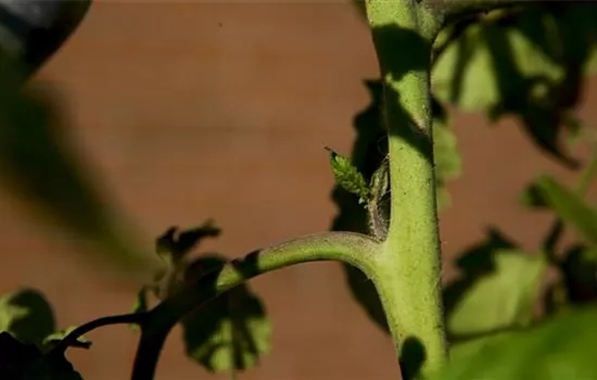 Wie machst du das? - Tomaten ausgeizen