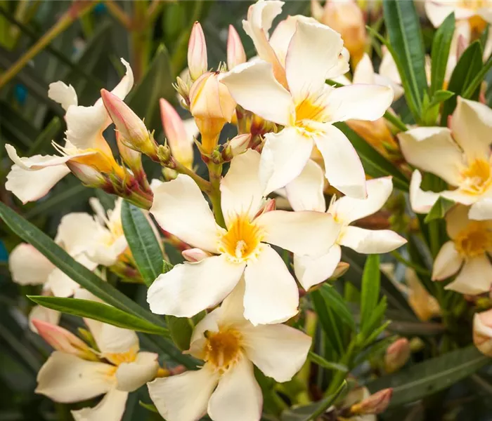 Oleander – Blütenpracht bei richtiger Pflege