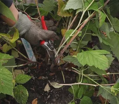 Himbeeren - Zurückschneiden im Herbst