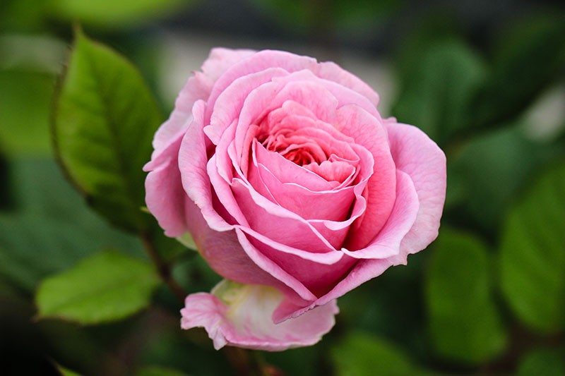 Duftrose Rosengräfin Marie Henriette