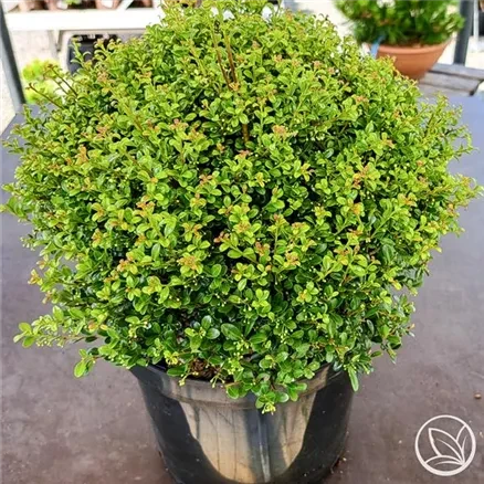 Japanische Stechpalme Ilex crenata Glorie Gem Japanische Stechpalme Ilex crenata Glorie Gem