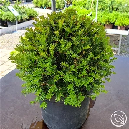 Eibenkugel Taxus Baccata Eibenkugel Taxus Baccata