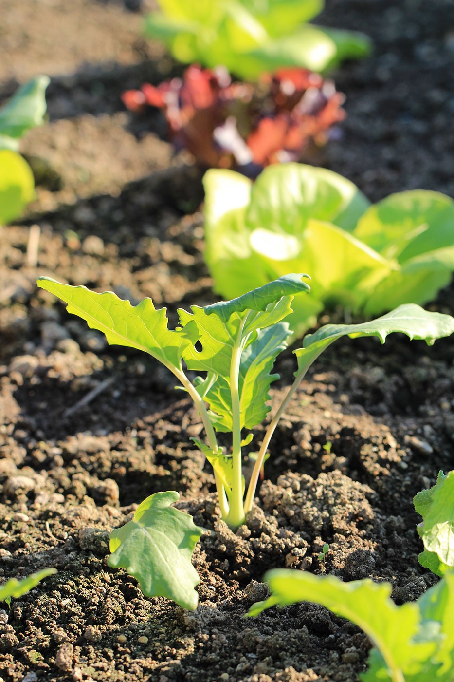 Jungpflanzen wie Kohlrabi und Salat im Hochbeet Jungpflanzen wie Kohlrabi und Salat im Hochbeet