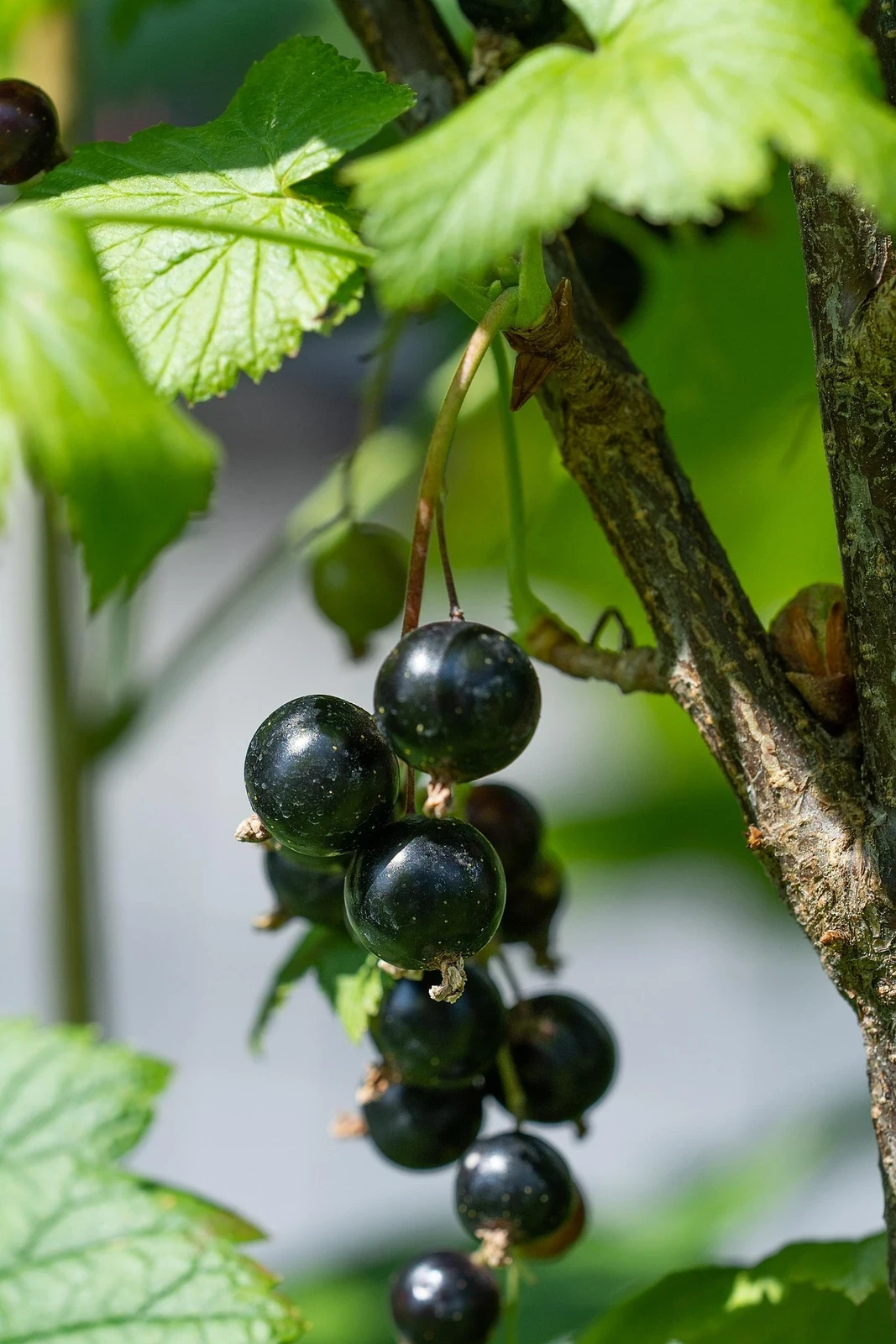 Johannisbeeren schwarz
