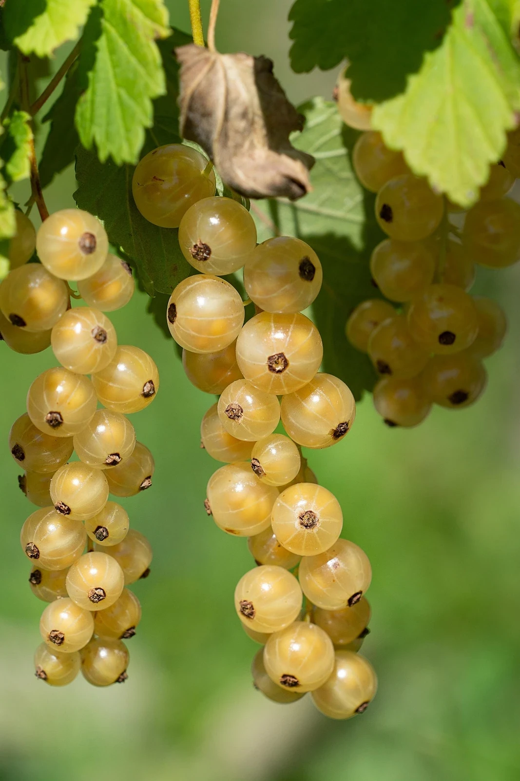 Weiße Johannisbeeren