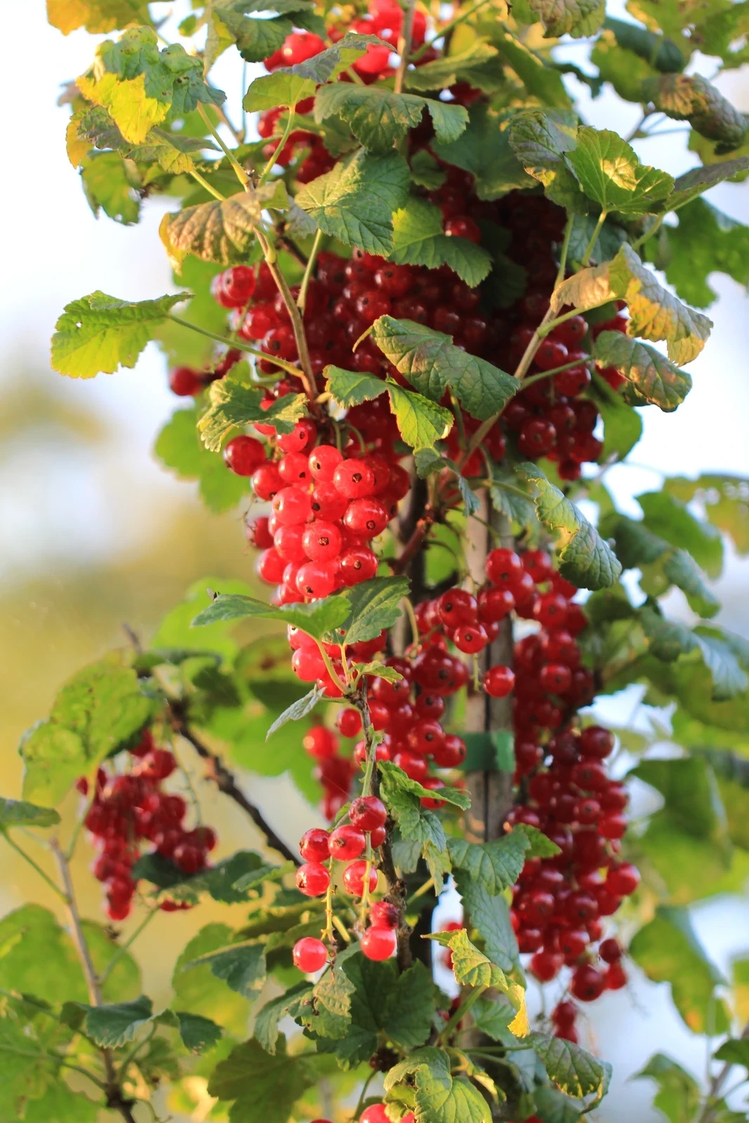Rote Johannisbeeren